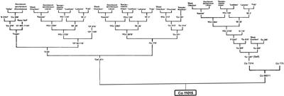 Long read transcriptome sequencing of a sugarcane hybrid and its progenitors, Saccharum officinarum and S. spontaneum